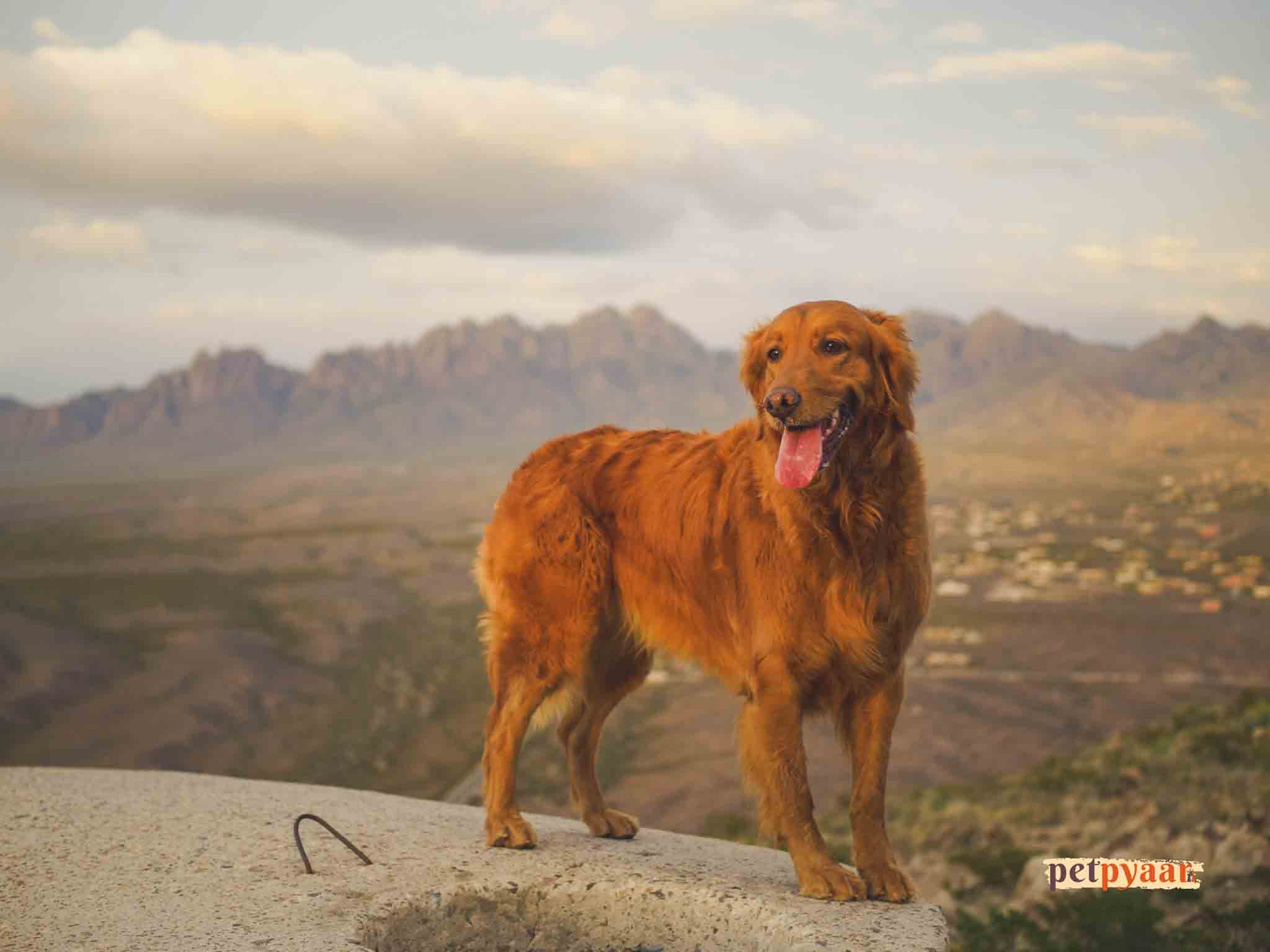 "Finding the Best Golden Retriever Vet in India: Specialized Care for Your Beloved Companion"